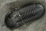 Morocconites Trilobite Fossil - Ofaten, Morocco #312768-1